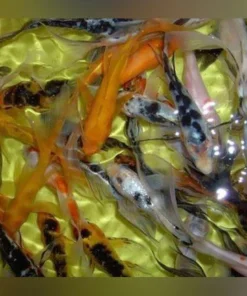 Assorted Butterfly Koi - 3-4" (Lot of 4)