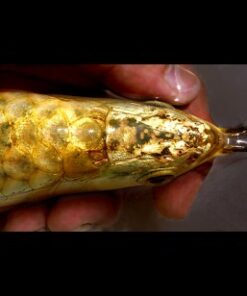 SUPREME GOLDEN HEAD 24K CROSSBACK AROWANA