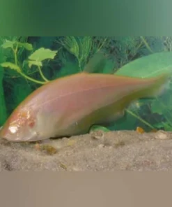 Albino Clown Knifefish