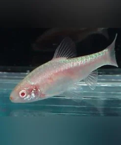 Albino Cherry Barb