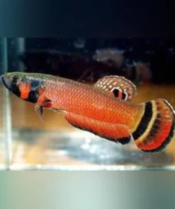 Betta Macrostoma (Pair)