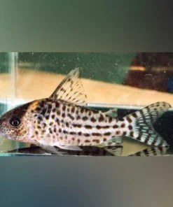 Agassizi Cory