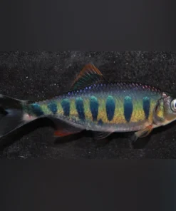 Barred Danio
