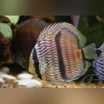 Blue Heckel Discus WILD Fish