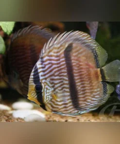 Blue Heckel Discus WILD Fish