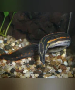 Fire Eel