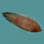Freshwater Tonguefish