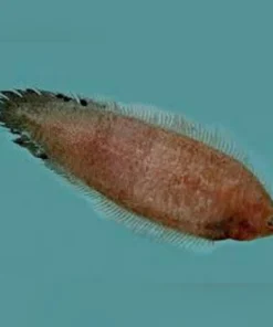 Freshwater Tonguefish