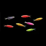Assorted Glo Danio 6 Pack