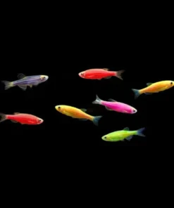 Assorted Glo Danio 6 Pack