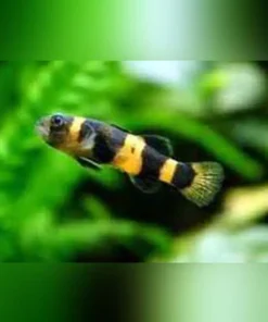 Bumblebee Goby