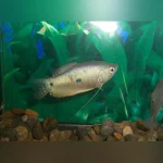 Blue Gourami