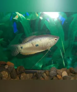 Blue Gourami