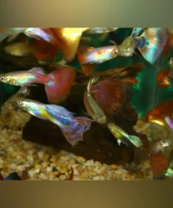 AFS Choice Guppy Large (Pair)