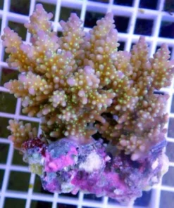Acropora Coral