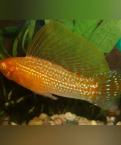 Gold Sailfin Molly (Pair)