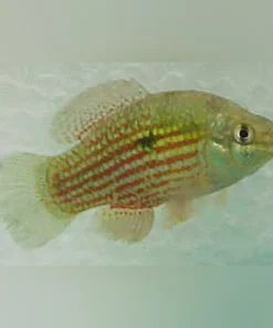 American Flagfish