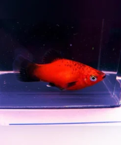 Red Wag Platy