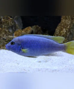 Acei Cichlid