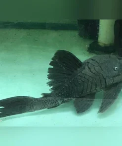 Blue Eyed Pleco