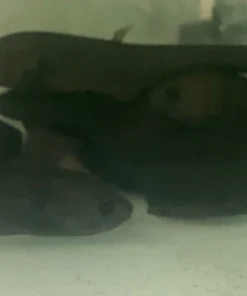 Afer Knifefish
