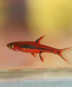 Chili Rasbora (Lot of 6)