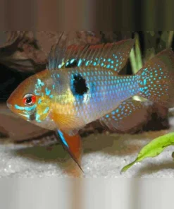 German Blue Ram