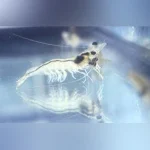 Ghost Shrimp - Pack of 20