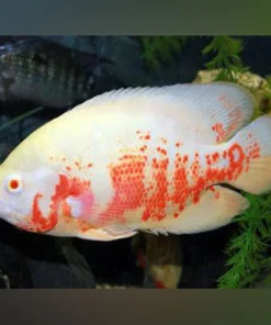 Albino Oscar