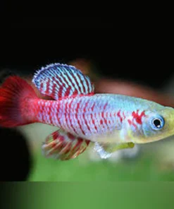 Guentheri Killifish (Pair)