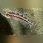 Buescheri Cichlid