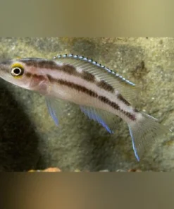 Buescheri Cichlid