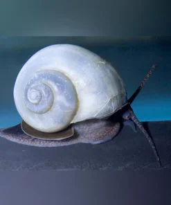 Ivory Mystery Snail