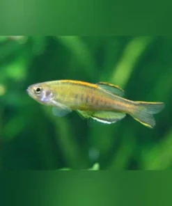 Glowlight Danio
