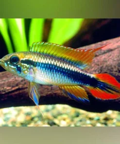 Apistogramma Agassizi Double Red (Pair)