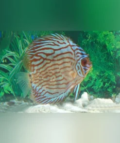 Red Turquoise Discus
