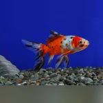 Calico Shubunkin Goldfish