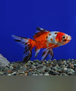Calico Shubunkin Goldfish