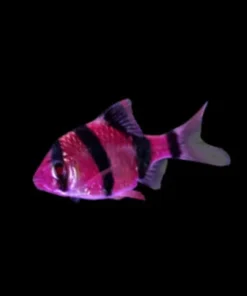 Galactic Purple Glo Barb