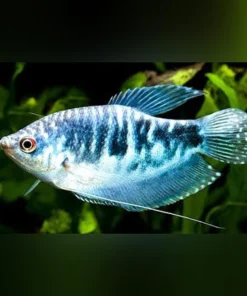 Opaline Gourami