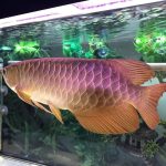 Cross Back Golden Arowana