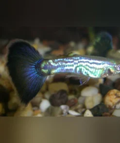 Blue Cobra Guppy (Pair)