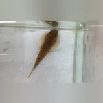 Hillstream Loach