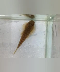 Hillstream Loach