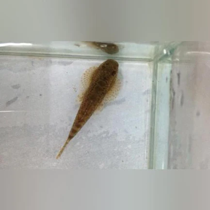 Hillstream Loach