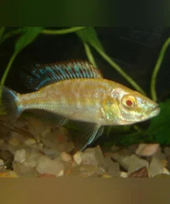 Compressiceps Cichlid Albino