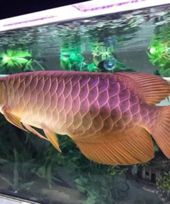 Cross Back Golden Arowana