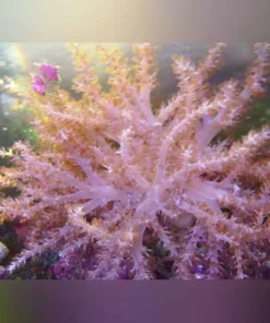 Colt Coral