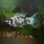 Dalmation Lyre Molly