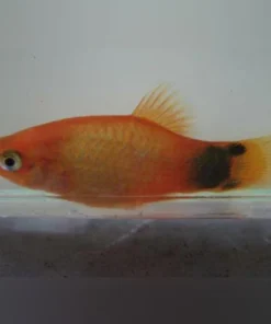 Mickey Mouse Platy